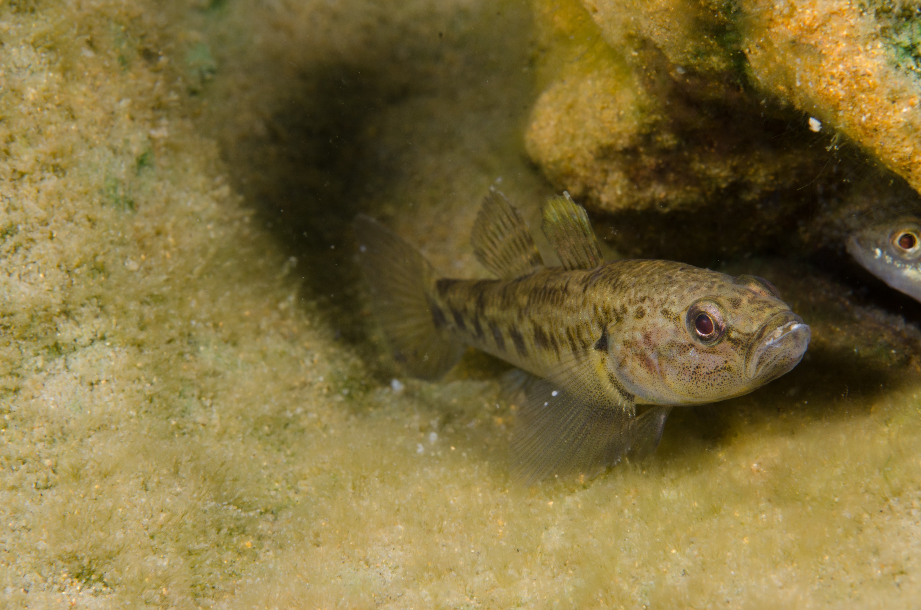 DSC_1004 – Northland NZ., bully, crispin, fish, freshwater, new, northland, nz, zealand, JAN17